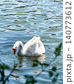 A white goose swims gracefully on calm water. The surface reflects light, creating a serene atmosphere. Green foliage frames the scene. 140773612