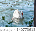 A white goose swims gracefully on calm water. The surface reflects light, creating a serene atmosphere. Green foliage frames the scene. 140773613