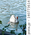 A white goose swims gracefully on calm water. The surface reflects light, creating a serene atmosphere. Green foliage frames the scene. 140773614