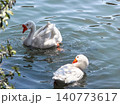 A white goose swims gracefully on calm water. The surface reflects light, creating a serene atmosphere. Green foliage frames the scene. 140773617