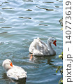 A white goose swims gracefully on calm water. The surface reflects light, creating a serene atmosphere. Green foliage frames the scene. 140773619