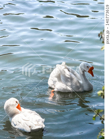 A white goose swims gracefully on calm water. The surface reflects light, creating a serene atmosphere. Green foliage frames the scene. A white goose swims gracefully on calm water. The surface reflects light, creating a serene atmosphere. Green foliage frames the scene. 140773619