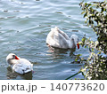 A white goose swims gracefully on calm water. The surface reflects light, creating a serene atmosphere. Green foliage frames the scene. 140773620