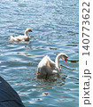 A white goose swims gracefully on calm water. The surface reflects light, creating a serene atmosphere. Green foliage frames the scene. 140773622