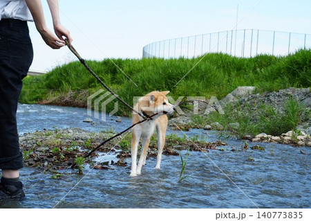 枝を見つけてうれしい秋田犬 枝を見つけてうれしい秋田犬 140773835