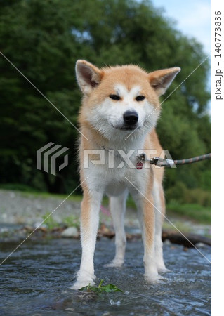 川遊びをする秋田犬 川遊びをする秋田犬 140773836