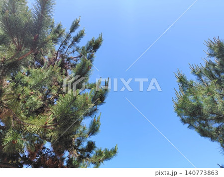 松と青い空 (よこ向き) 松と青い空 (よこ向き) 140773863