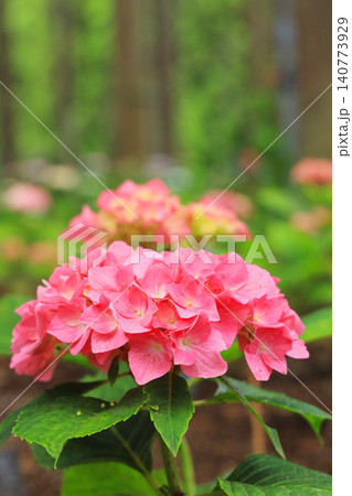 茨城県北茨城市 あじさいの森に咲くピンク色の紫陽花と美しい玉ボケ 140773929