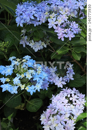 茨城県北茨城市 あじさいの森に咲く淡いブルーと紫の美しい八重咲きアジサイ 茨城県北茨城市 あじさいの森に咲く淡いブルーと紫の美しい八重咲きアジサイ 140773930