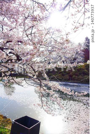 満開の桜 花筏 松が岬公園 さくら サクラ ソメイヨシノ 満開の桜 花筏 松が岬公園 さくら サクラ ソメイヨシノ 140773937