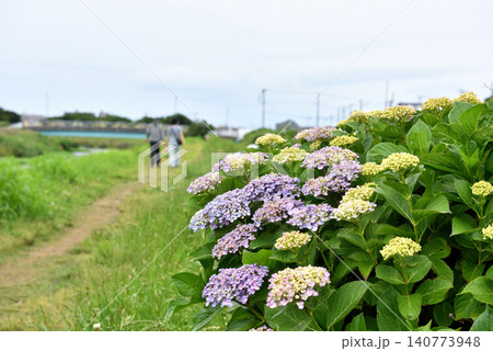 アジサイ咲く茅ヶ崎小出川岸を散歩する二人 140773948