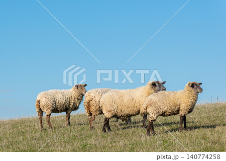 Herd of sheep grazing on pasture Herd of sheep grazing on pasture 140774258