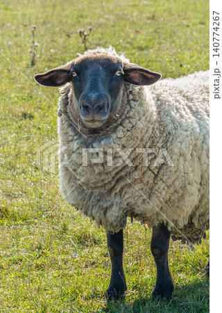 Single sheep standing on pasture 140774267