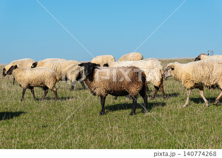 Herd of sheep grazing on pasture Herd of sheep grazing on pasture 140774268