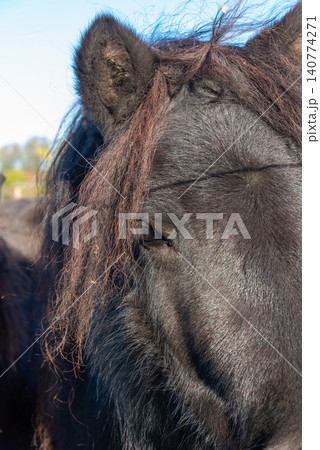 Detail of Shetland pony on pasture Detail of Shetland pony on pasture 140774271