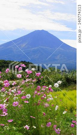 コスモス畑と冠雪のない富士山　9月富士山970コスモス・大石公園V9.16 140774313