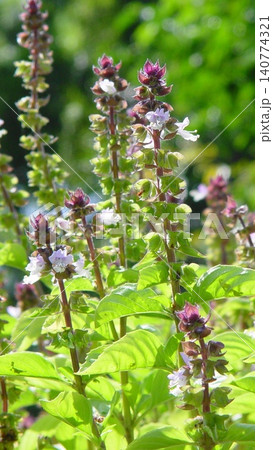 紫色の花を付けたハーブ植物 花(9月)シナモンバジル01V9.16 紫色の花を付けたハーブ植物 花(9月)シナモンバジル01V9.16 140774321