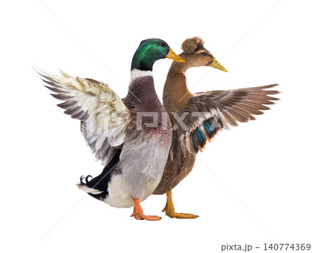 Ducks isolated on a white background Ducks isolated on a white background 140774369
