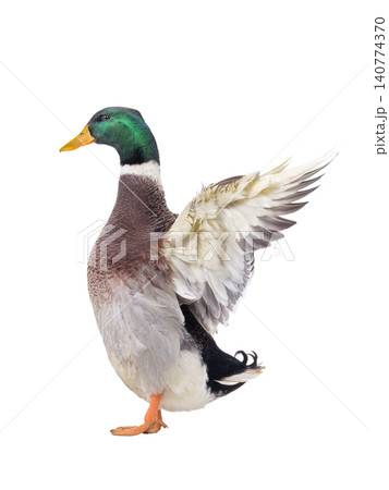 duck with spread wings isolated on white background duck with spread wings isolated on white background 140774370