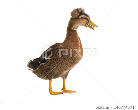 Brown duck isolated on white background Brown duck isolated on white background 140774371