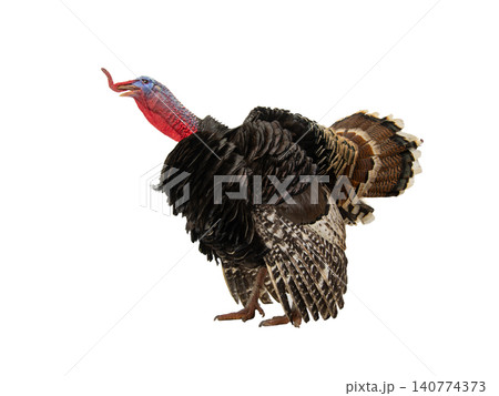 turkey isolated on white background turkey isolated on white background 140774373