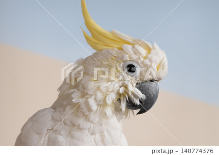portrait of a cockatoo on a blurred background portrait of a cockatoo on a blurred background 140774376