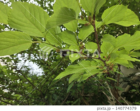 鮮やかな緑の葉の間になる桑の実(マルベリー) 鮮やかな緑の葉の間になる桑の実(マルベリー) 140774379