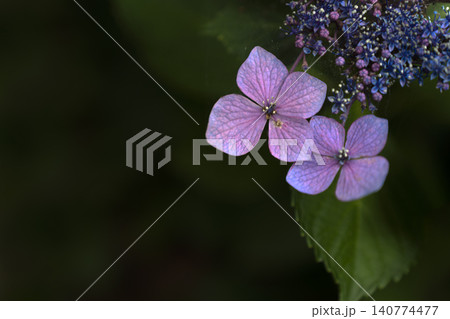 初夏のイメージ、満開の紫陽花 140774477