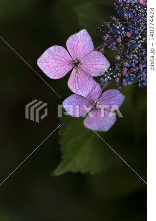 初夏のイメージ、満開の紫陽花 初夏のイメージ、満開の紫陽花 140774478