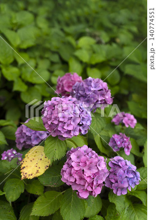初夏のイメージ、満開の紫陽花 初夏のイメージ、満開の紫陽花 140774551