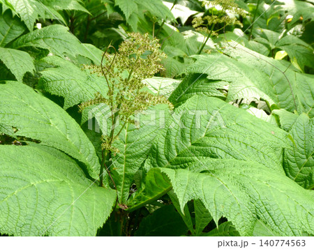 葉の形が鯉のぼりの支柱についている屋車に似ているのでヤグルマ草 葉の形が鯉のぼりの支柱についている屋車に似ているのでヤグルマ草 140774563