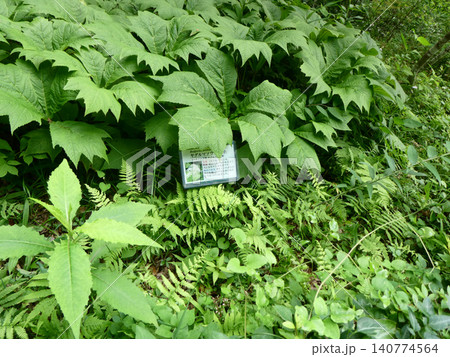 葉の形が鯉のぼりの支柱についている屋車に似ているのでヤグルマ草 葉の形が鯉のぼりの支柱についている屋車に似ているのでヤグルマ草 140774564