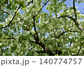 春　満開のヒトツバタゴの木 140774757