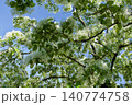 春　満開のヒトツバタゴの木 140774758