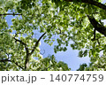 春　満開のヒトツバタゴの木 140774759
