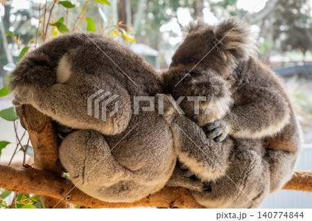Two koalas resting on tree branches in Kangaroo Island, Australia Two koalas resting on tree branches in Kangaroo Island, Australia 140774844