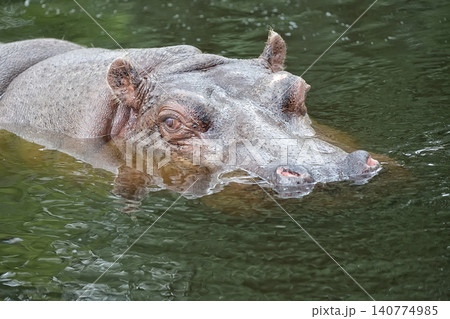 Hippopotamus in the water Hippopotamus in the water 140774985