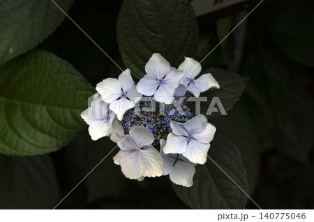 初夏のイメージ、満開の紫陽花 140775046