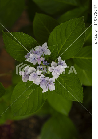 初夏のイメージ、満開の紫陽花 140775047