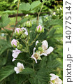 ブラックベリー開花中 140775147
