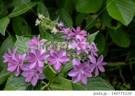 ピンク色の手毬咲きのアジサイの花房 ピンク色の手毬咲きのアジサイの花房 140775220