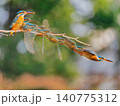 カワセミの軌跡合成-枝から飛翔2 140775312