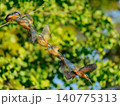 カワセミの軌跡合成-枝から飛翔3 140775313