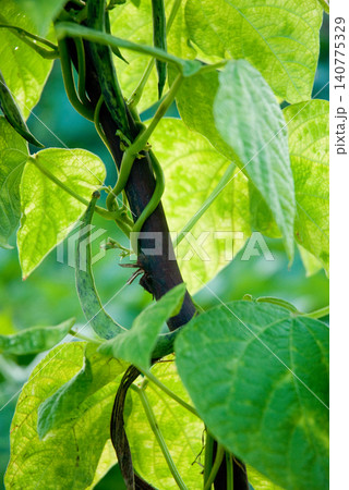 Ripeof green beans Ripeof green beans 140775329