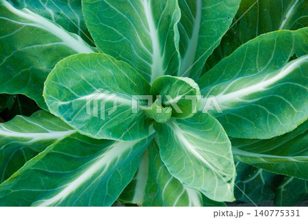 Green cabbage Green cabbage 140775331