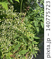 白い小花の南天 140775723