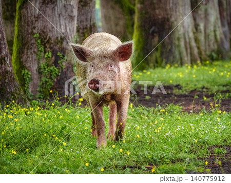 Small wild boar walks through sunlit meadow filled with yellow flowers. Small wild boar walks through sunlit meadow filled with yellow flowers. 140775912