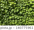 西陽に照らされているナツヅタ 140775961
