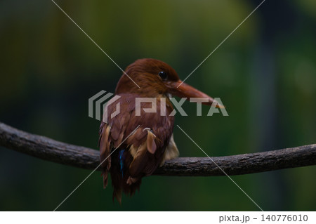 キョロロロロロ・・・と鳴く キョロロロロロ・・・と鳴く 140776010