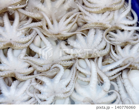 Full frame of raw fresh baby octopus on ice background Full frame of raw fresh baby octopus on ice background 140776060